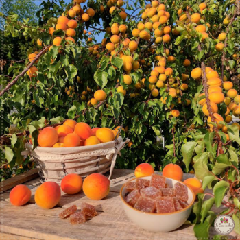 Abricot pates de fruit du nord lecoeurdufruit
