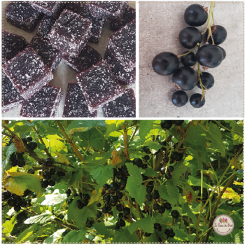 Cassis pâte de fruit  lecoeurdufruit