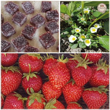 Fraise pâte de fruit lecoeurdufruit