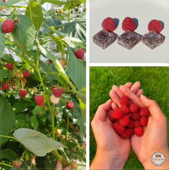 Framboise pates de fruit du nord lecoeurdufruit