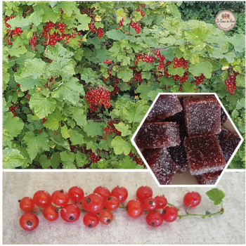 Groseille lecoeurdufruit pâtes de fruit