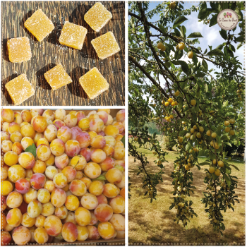 Mirabelle pâtes de fruit lecoeurdufruit