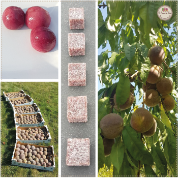 Peche de vigne pâtes de fruit lecoeurdufruit