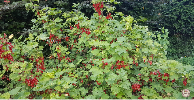 Baies de groseilles lecoeurdufruit