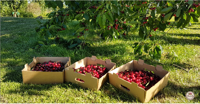 Cueillette de cerise lecoeurdufruit